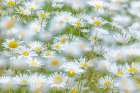 USA, Washington State, Seabeck. Multiple exposure of daisy flowers. Art Print